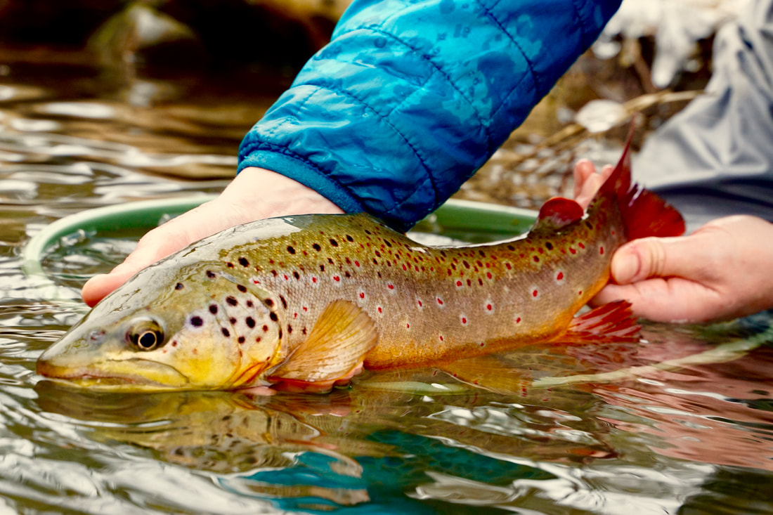 Brown Trout - PENNSYLVANIA TROUT IN THE CLASSROOM