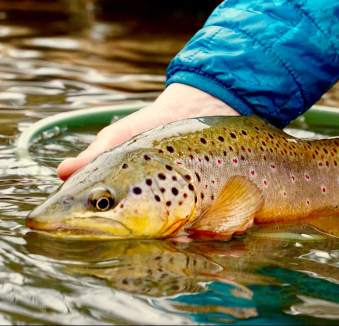 The Evolution of Trout and Trout Fishing in America